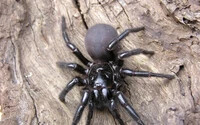  FOTÓK: A világ leghalálosabb pókjai… Kerülje őket a kirándulásain!