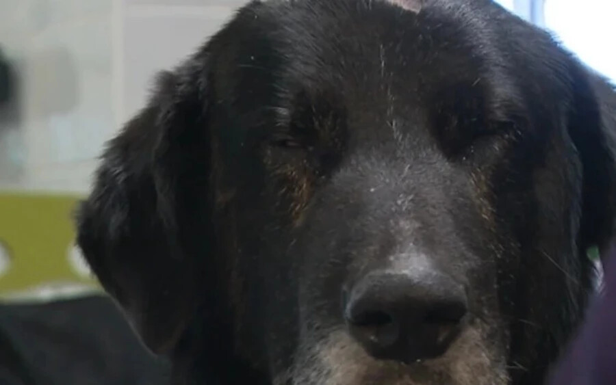 A kutyát kedd óta az állatmentők egyik dolgozója vette magához, aki sérült, megkínzott kutyákra szakosodott. Benny a továbbiakban is szemészeti kezelést fog kapni. Az üggyel már a rendőrség is foglalkozik, és keresik a tettest. 
