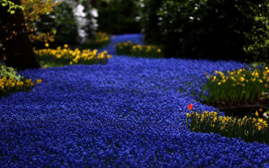Figyelmeztetés a virágok szerelmeseinek: az Amszterdam és Hága között fekvő Keukenhof virágparkban 7 millió tulipán található mindenféle színben, amelyek tavasszal nyílnak. A kontinens egyik legszebb kertje! 